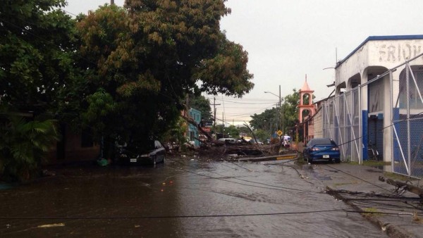 Tormenta deja árboles caídos y calles inundadas en San Pedro Sula